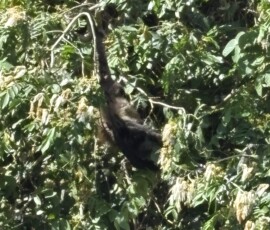 Stunning Costa Rica landscape with rain forest, beaches, wildlife, and tropical travel destinations.
