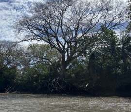 Stunning Costa Rica landscape with rain forest, beaches, wildlife, and tropical travel destinations.
