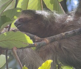 Stunning Costa Rica landscape with rain forest, beaches, wildlife, and tropical travel destinations.