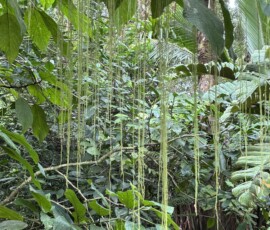Stunning Costa Rica landscape with rain forest, beaches, wildlife, and tropical travel destinations.