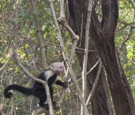 Stunning Costa Rica landscape with rain forest, beaches, wildlife, and tropical travel destinations.